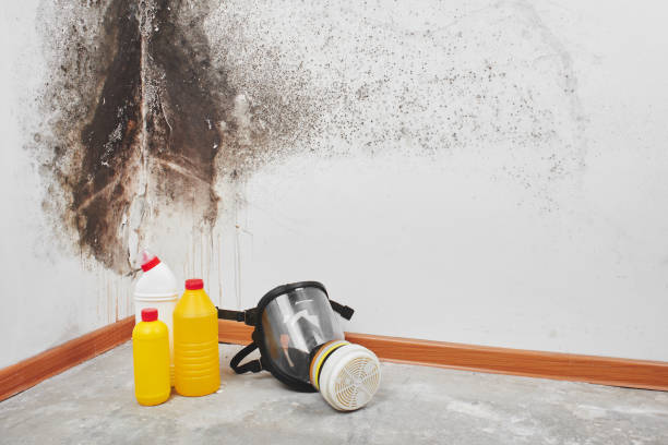 Best Home Mold Removal  in Monroe, WA