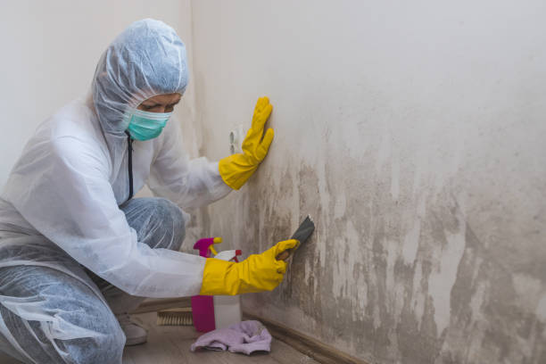 Best Home Mold Removal  in Monroe, WA