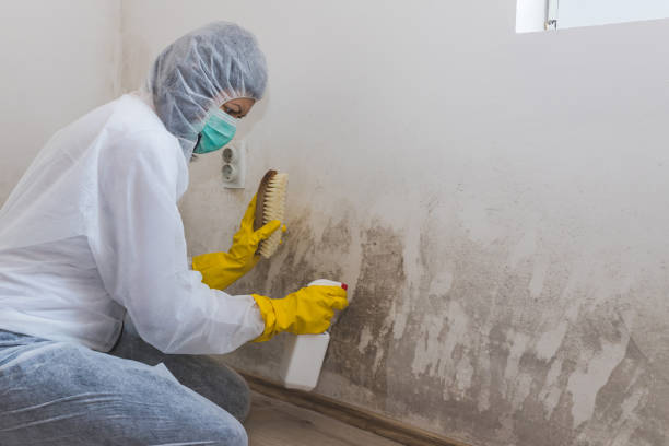 Best Mold Remediation  in Monroe, WA