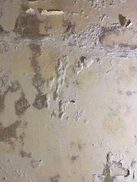 Best Mold Removal Company Near Me  in Monroe, WA