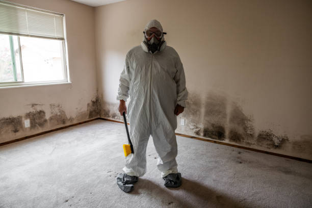 Office Mold Removal Services in Monroe, WA
