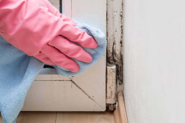 Best Mold Damage Repair  in Monroe, WA