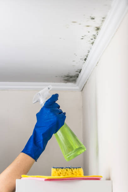 Best Toxic Mold Removal  in Monroe, WA