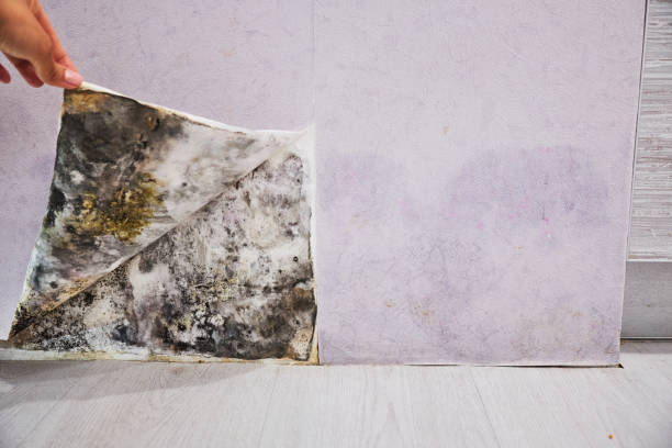 Best Certified Mold Removal  in Monroe, WA